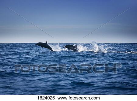 Stock Photograph - Dolphins. Fotosearch