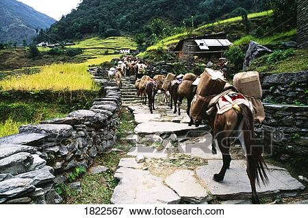 Stock Photo - Donkeys carrying supplies, Annapurna region, Nepal. Fotosearch