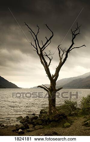 Dying tree on shoreline View Large Photo Image Stock Image - Dying tree on shoreline. Fotosearch