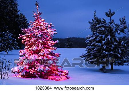 Stock Foto - een, verlicht, buiten, kerstboom 1823384 - Zoek Foto\'s ... Stock Foto - een, verlicht, buiten, kerstboom 1823384 - Zoek Foto\'s ...
