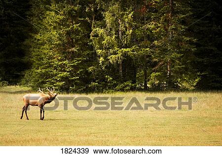 Stock Photo - Elk in natural habitat. Fotosearch