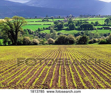 Farmscape, Ireland View Large Photo Image Stock Photography - Farmscape, Ireland. Fotosearch