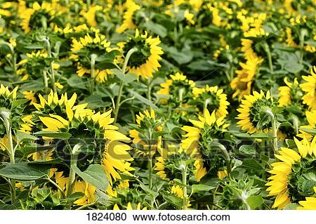 Stock Image - Field of sunflowers. Fotosearch