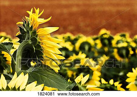 Stock Image - Field of sunflowers. Fotosearch