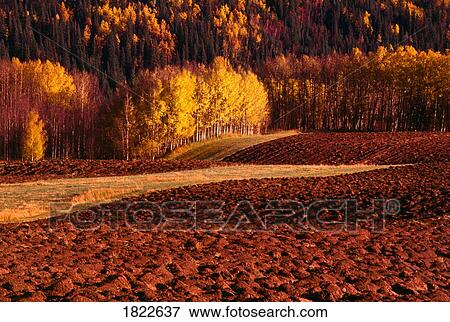 Fields and trees in fall, Water Valley, Alberta, Canada View Large Photo Image Stock Photo - Fields and trees in fall, Water Valley, Alberta, Canada. Fotosearch