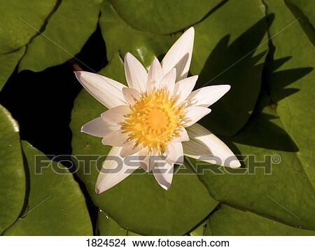 Picture - Flowering cactus. Fotosearch