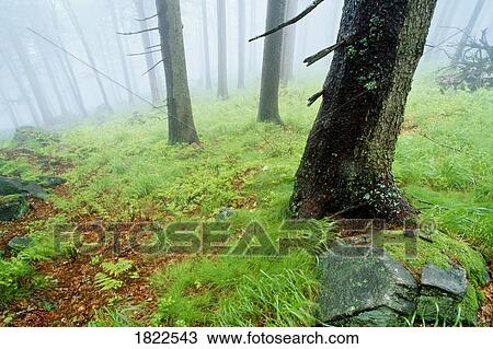 Foggy forest, Germany View Large Photo Image Stock Image - Foggy forest, Germany. Fotosearch