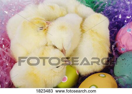 Fuzzy chicks and Easter eggs View Large Photo Image Stock Image - Fuzzy chicks and Easter eggs. Fotosearch