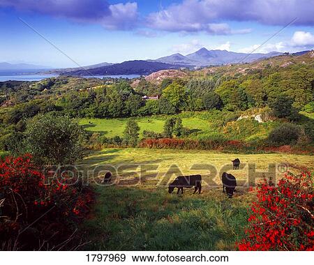 Stock Photo - Glengarriff, Beara Peninsula, Co Cork, Ireland. Fotosearch