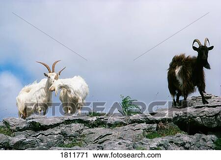 Goats, The Burren, Co Clare, Ireland View Large Photo Image Stock Image - Goats, The Burren, Co Clare, Ireland. Fotosearch