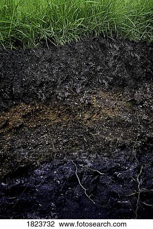 Stock Image - Grass, roots and dirt. Fotosearch