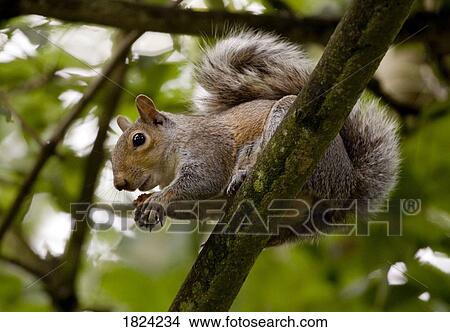Gray squirrel on a tree branch View Large Photo Image Picture - Gray squirrel on a tree branch. Fotosearch