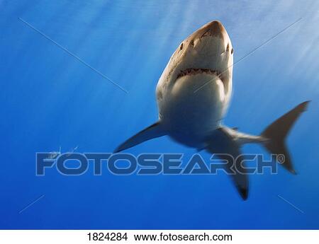 Great white shark off Guadalupe Island, Mexico View Large Photo Image Picture - Great white shark off Guadalupe Island, Mexico. Fotosearch