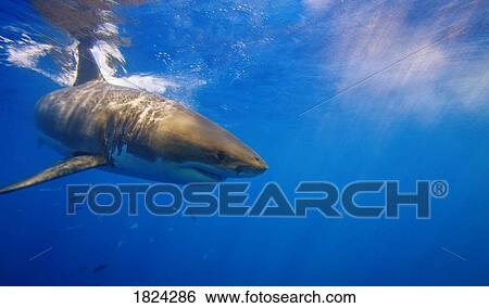 Great white shark off Guadalupe Island, Mexico View Large Photo Image Stock Photograph - Great white shark off Guadalupe Island, Mexico. Fotosearch