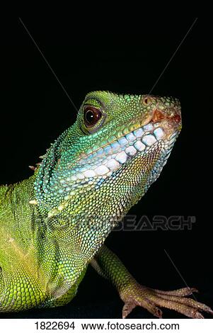 Green iguana View Large Photo Image Picture - Green iguana. Fotosearch