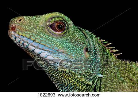 Green iguana View Large Photo Image Stock Image - Green iguana. Fotosearch
