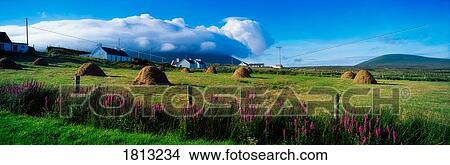 Haystacks in field, Dooegah, Achill Island, Co Mayo, Ireland View Large Photo Image Picture - Haystacks in field, Dooegah, Achill Island, Co Mayo, Ireland. Fotosearch