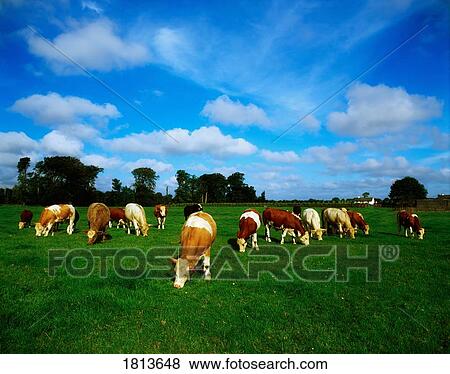 Herd of cattle grazing, Ireland View Large Photo Image Stock Photo - Herd of cattle grazing, Ireland. Fotosearch