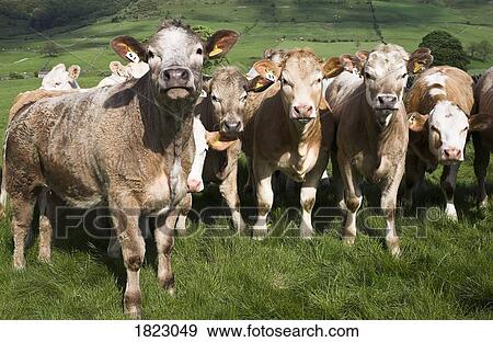 Stock Photo - Herd of cows, Derbyshire, England . Fotosearch
