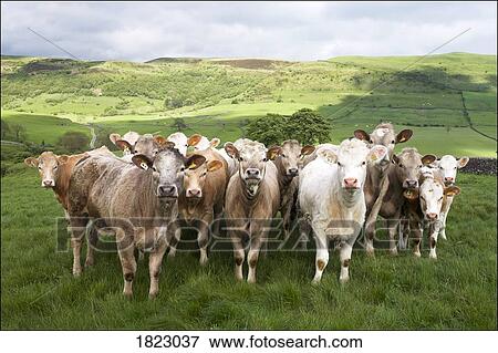 Stock Photo - Herd of cows . Fotosearch