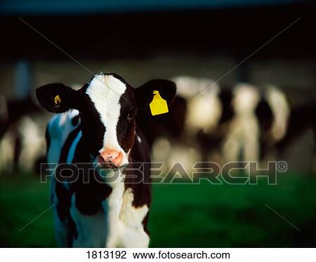 Stock Image - Holstein-Friesian calf. Fotosearch