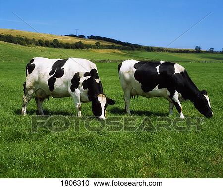 Holstein-Friesian cattle, Co Cork, Ireland View Large Photo Image Stock Image - Holstein-Friesian cattle, Co Cork, Ireland. Fotosearch
