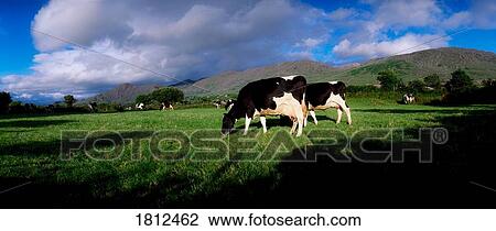 Holstein-Friesian cattle, Co Cork, Ireland View Large Photo Image Stock Image - Holstein-Friesian cattle, Co Cork, Ireland. Fotosearch