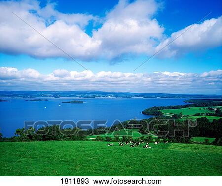 Holstein-Friesian cattle, Lough Derg, Co Tipperary, Ireland View Large Photo Image Stock Image - Holstein-Friesian cattle, Lough Derg, Co Tipperary, Ireland. Fotosearch