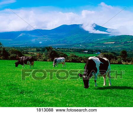Holstein-Friesian cattle near Glenbeigh, Co Kerry, Ireland View Large Photo Image Stock Photo - Holstein-Friesian cattle near Glenbeigh, Co Kerry, Ireland. Fotosearch
