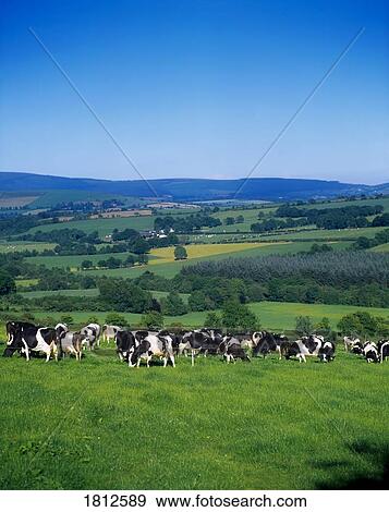 Holstein-Friesian cows, Co Cork, Ireland View Large Photo Image Stock Photo - Holstein-Friesian cows, Co Cork, Ireland. Fotosearch