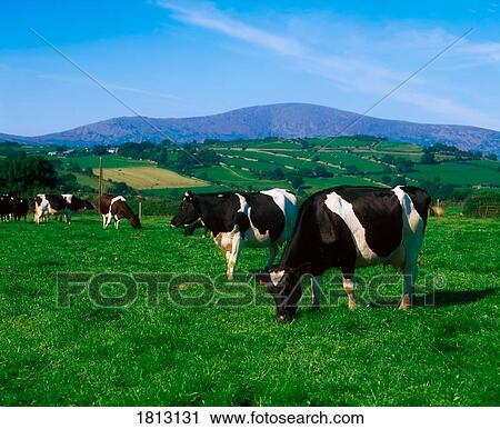 Holstein-Friesian cows near Borris, County Carlow, Ireland View Large Photo Image Stock Image - Holstein-Friesian cows near Borris, County Carlow, Ireland. Fotosearch