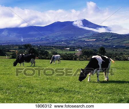 Holstien-Friesian cattle near Glenbeigh, Co Kerry, Ireland View Large Photo Image Stock Image - Holstien-Friesian cattle near Glenbeigh, Co Kerry, Ireland. Fotosearch