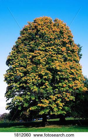Horse-chestnut tree View Large Photo Image Stock Image - Horse-chestnut tree. Fotosearch