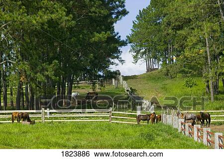Stock Photograph - Horses on a ranch. Fotosearch