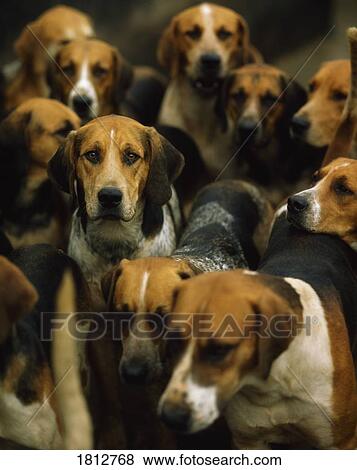 Stock Photo - Hunting foxhounds, Galway Blazers, Ireland. Fotosearch