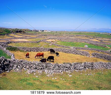 Stock Photo - Inishmore, Kilmurvy, Ireland. Fotosearch