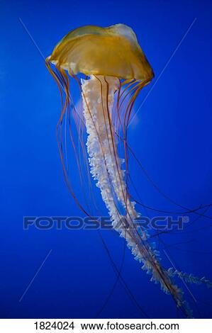 Jellyfish View Large Photo Image Picture - Jellyfish. Fotosearch