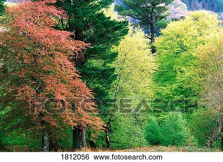 Stock Photograph - Killarney, Muckross Gardens, Co Kerry, Ireland. Fotosearch