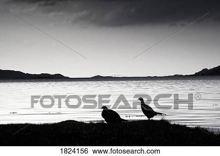Lake and birds View Large Photo Image Stock Photograph - Lake and birds. Fotosearch