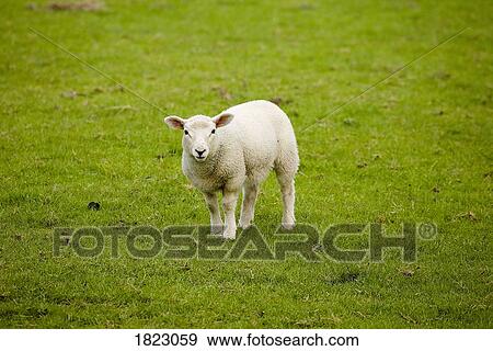 Lamb in field View Large Photo Image Stock Photo - Lamb in field . Fotosearch