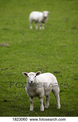 Stock Image - Lambs in a field. Fotosearch