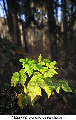 Stock Image - Leaves in a forest. Fotosearch