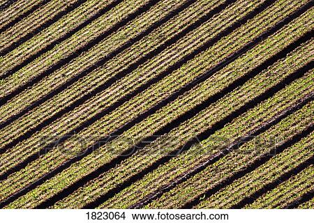 Lines in ploughed field View Large Photo Image Picture - Lines in ploughed field . Fotosearch