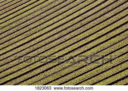 Lines in ploughed field View Large Photo Image Stock Image - Lines in ploughed field . Fotosearch