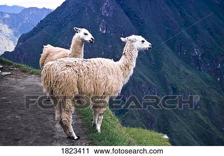 Llamas standing by a cliff at Machu Picchu, Andes Mountains, Peru, South America View Large Photo Image Stock Image - Llamas standing by a cliff at Machu Picchu, Andes Mountains, Peru, South America. Fotosearch
