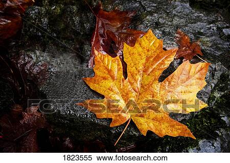 Maple leaf View Large Photo Image Stock Photography - Maple leaf. Fotosearch