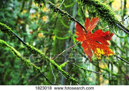 Maple leaf suspended in mossy branches View Large Photo Image Stock Photo - Maple leaf suspended in mossy branches. Fotosearch