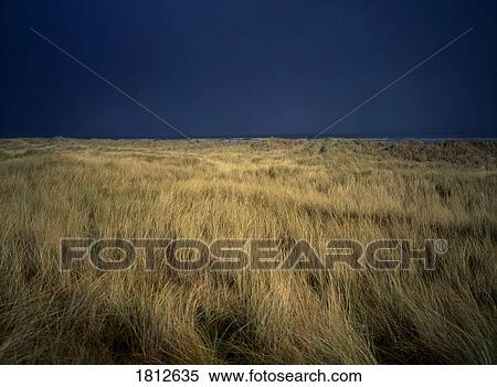 Stock Photography - Marram grass, Baltray, Co Meath, Ireland. Fotosearch
