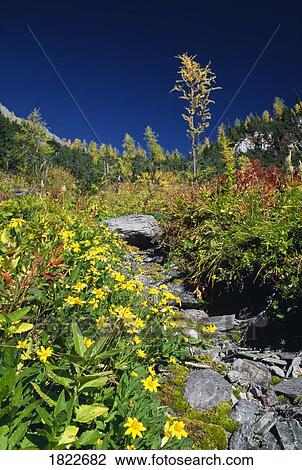 Meadow in Fall, Floe Lake, Kootenay National Park, British Columbia, Canada View Large Photo Image Stock Image - Meadow in Fall, Floe Lake, Kootenay National Park, British Columbia, Canada. Fotosearch