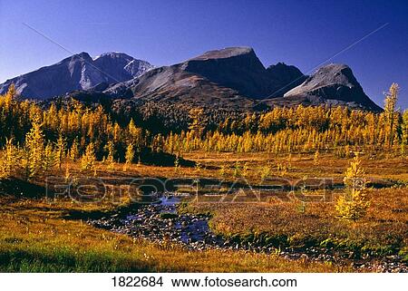 Meadow in fall, Mount Assiniboine Provincial Park, British Columbia, Canada View Large Photo Image Picture - Meadow in fall, Mount Assiniboine Provincial Park, British Columbia, Canada. Fotosearch